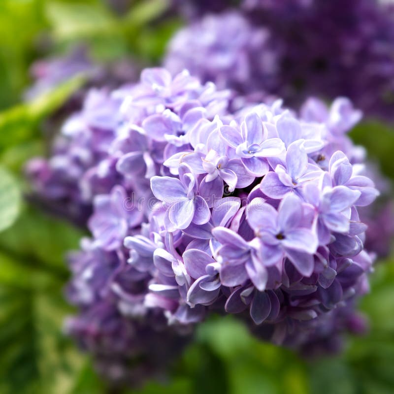 Close up of spring lilac flowers. Close up of spring lilac flowers