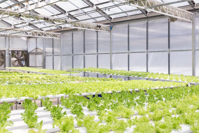 De serre van het hydrocultuursysteem en organische groentensalade in hydrocultuurlandbouwbedrijf stock afbeeldingen De serre van het hydrocultuursysteem en organische groentensalade in hydrocultuurlandbouwbedrijf stock afbeeldingen