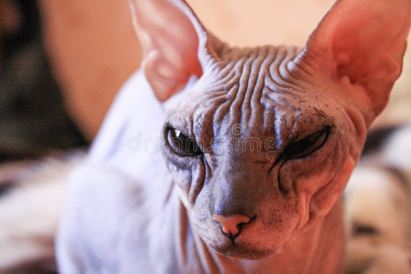 De sfinxkatje van de portretgestreepte kat, kale kat, de kleine peuter van de babykat stock afbeeldingen De sfinxkatje van de portretgestreepte kat, kale kat, de kleine peuter van de babykat stock afbeeldingen