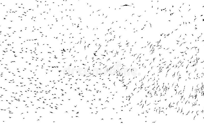 De silhouetten van talrijke trekvogelsstarlings spreiden hun vleugelsvlieg in een grote troep tegen het geïsoleerde wit uit stock foto De silhouetten van talrijke trekvogelsstarlings spreiden hun vleugelsvlieg in een grote troep tegen het geïsoleerde wit uit stock foto