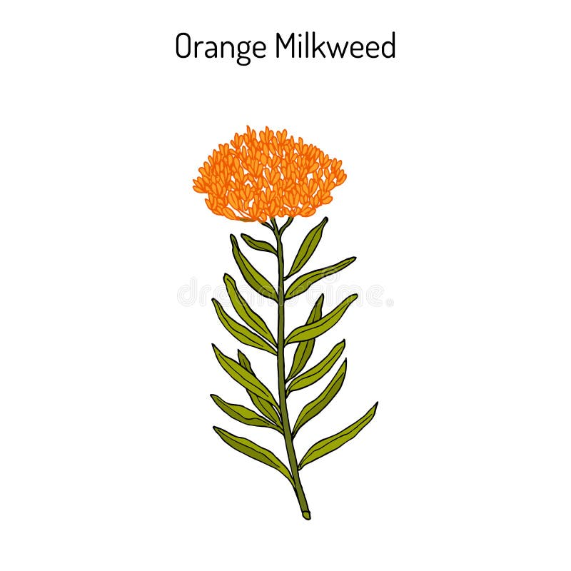 De sinaasappel milkweed Asclepias-tuberosa, geneeskrachtige installatie