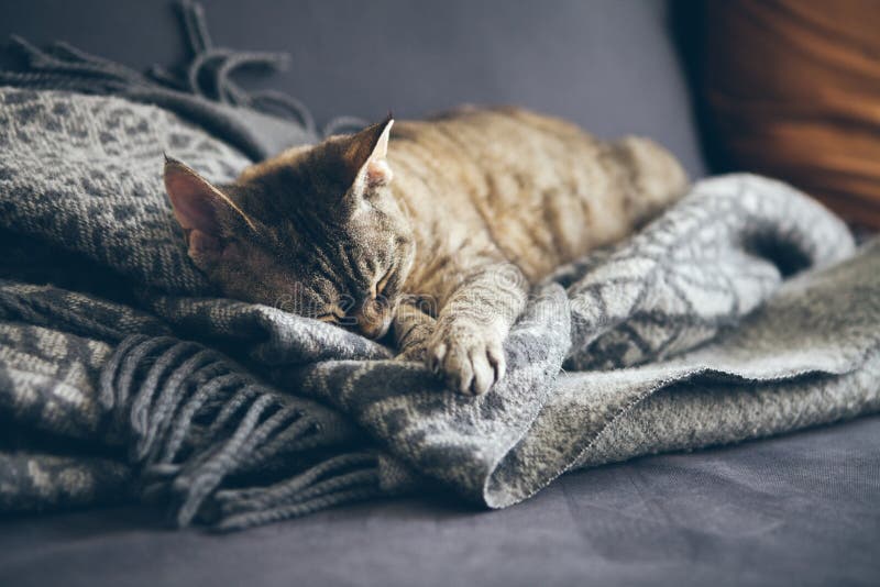 De slaap van de gestreepte katkat op de grijze deken van de plaidwol met leeswijzers Slaapkat - perfecte droom De binnenspruit me stock afbeeldingen De slaap van de gestreepte katkat op de grijze deken van de plaidwol met leeswijzers Slaapkat - perfecte droom De binnenspruit me stock afbeeldingen