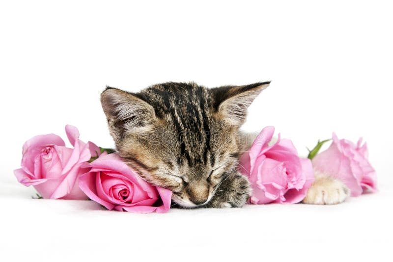 De Slaap van het katje onder Roze Rozen De Slaap van het katje onder Roze Rozen