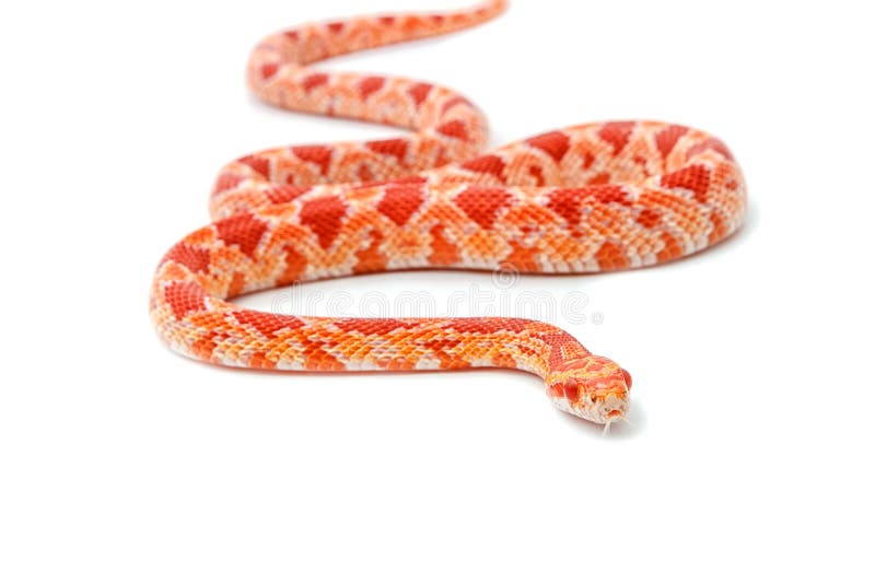 De slang van het albinograan (Rode Rat Snakeon) stock afbeeldingen De slang van het albinograan (Rode Rat Snakeon) stock afbeeldingen