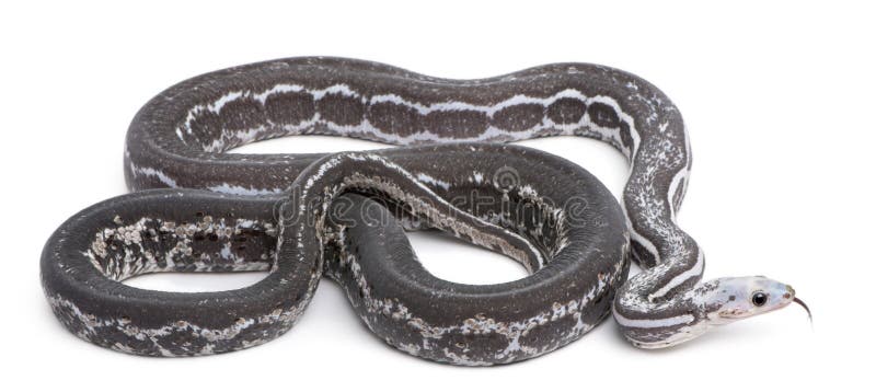 De Slang van het Graan van Scaleless, Pantherophis Guttatus royalty-vrije stock foto's De Slang van het Graan van Scaleless, Pantherophis Guttatus royalty-vrije stock foto's