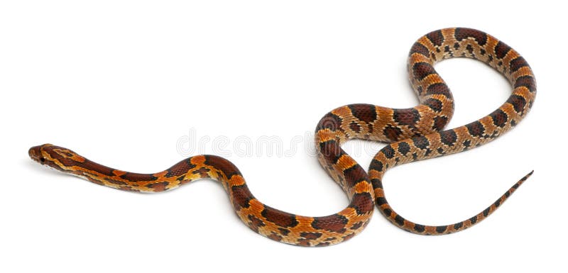 De Slang van het Graan van Scaleless, Pantherophis Guttatus stock afbeelding De Slang van het Graan van Scaleless, Pantherophis Guttatus stock afbeelding