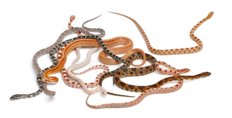 De Slangen van het Graan van Scaleless, Pantherophis Guttatus royalty-vrije stock foto's De Slangen van het Graan van Scaleless, Pantherophis Guttatus royalty-vrije stock foto's