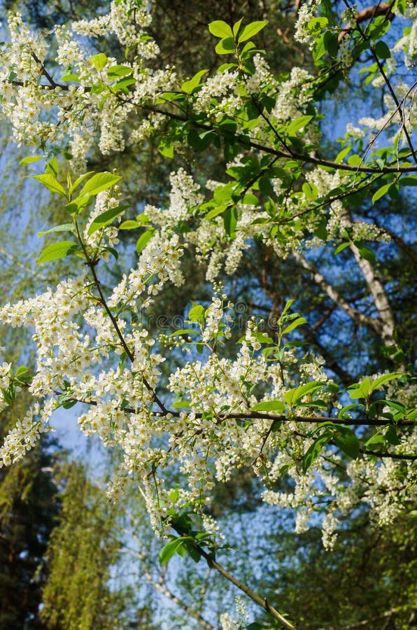 De sn?vita blommorna av h?gget mot bakgrunden av v?rgr?splaner arkivbilder De sn?vita blommorna av h?gget mot bakgrunden av v?rgr?splaner arkivbilder