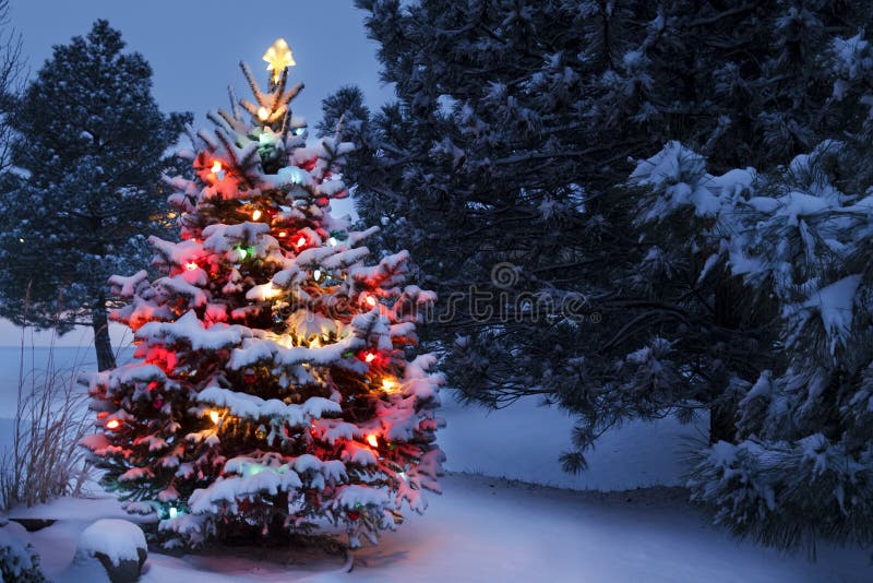 De sneeuw behandelde helder Kerstboomgloed in het Vroege Ochtendlicht