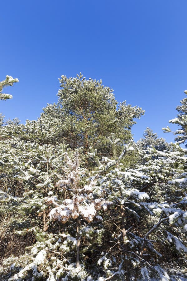 de sneeuw behandelde takken en een boomstam met pijnboomnaalden in de wintersneeuwval, close-ups en details van een bos in aard stock afbeelding de sneeuw behandelde takken en een boomstam met pijnboomnaalden in de wintersneeuwval, close-ups en details van een bos in aard stock afbeelding