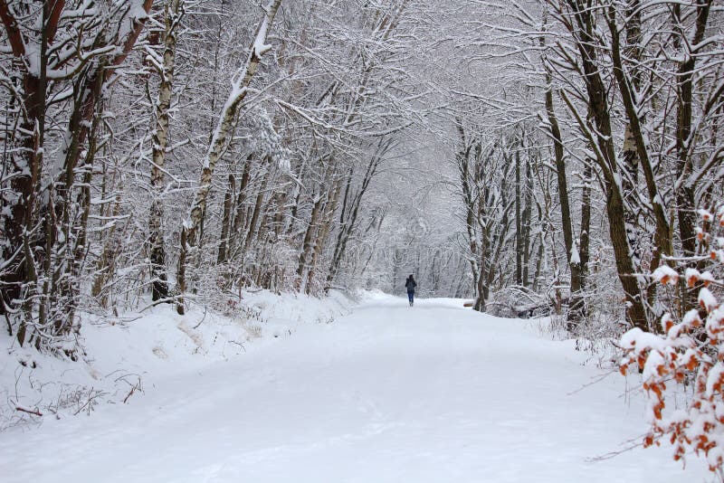 De sneeuw bosgang van de landschapswinter stock fotografie De sneeuw bosgang van de landschapswinter stock fotografie