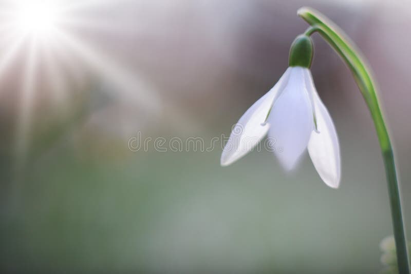 De sneeuw laat vallen vroege nivalis van Galanthus van de de lente witte wilde bloem stock fotografie De sneeuw laat vallen vroege nivalis van Galanthus van de de lente witte wilde bloem stock fotografie