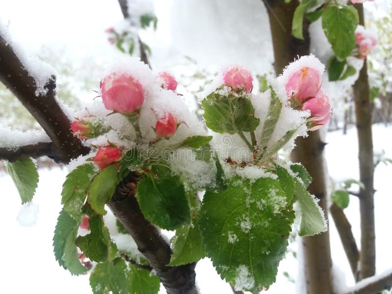 De sneeuw over appelboom bloeit dicht omhoog