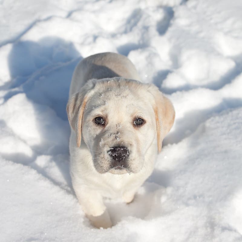 De Sneeuw van de de winterhond royalty-vrije stock afbeeldingen De Sneeuw van de de winterhond royalty-vrije stock afbeeldingen