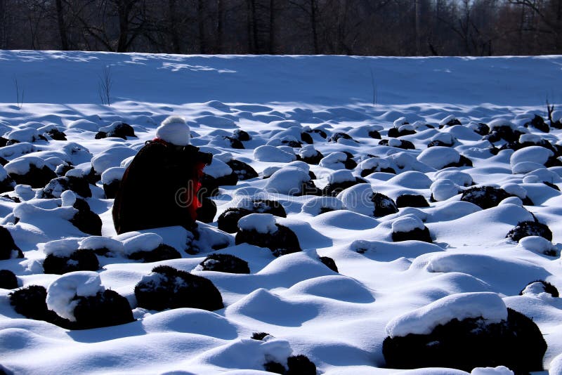 De sneeuwaarde royalty-vrije stock foto's