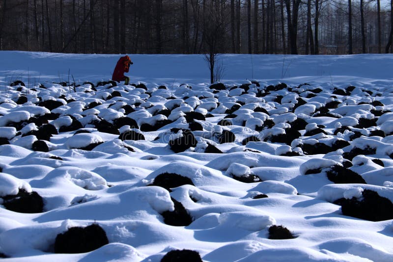 De sneeuwaarde royalty-vrije stock foto's