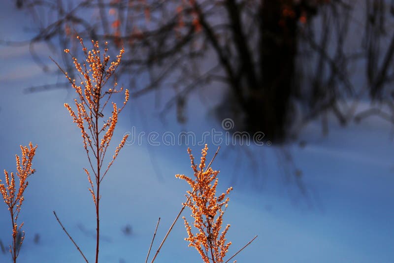 De sneeuwaarde royalty-vrije stock fotografie