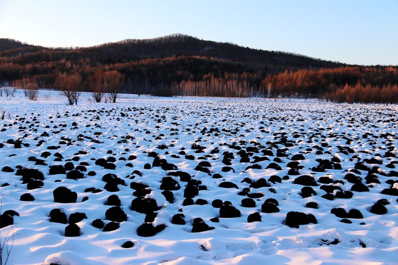 De sneeuwaarde stock foto