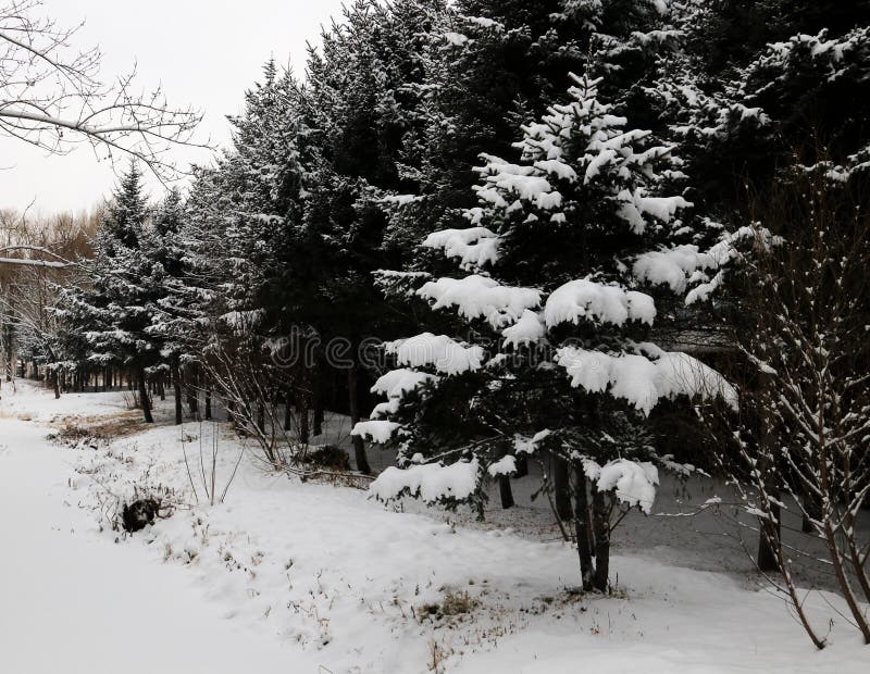 De sneeuwaarde royalty-vrije stock afbeelding