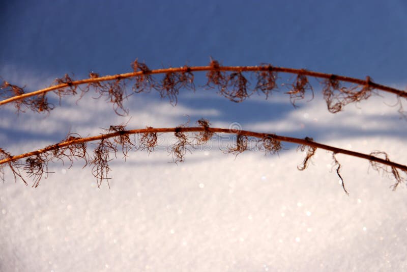 De sneeuwaarde stock afbeeldingen