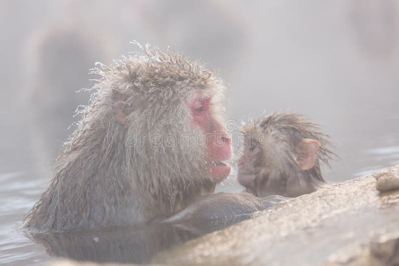 De sneeuwapen in natuurlijk onsen (de hete die lente), in Jigokud wordt gevestigd royalty-vrije stock afbeelding De sneeuwapen in natuurlijk onsen (de hete die lente), in Jigokud wordt gevestigd royalty-vrije stock afbeelding