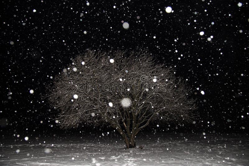 De sneeuwval, blizzard, sneeuwvlokken, de winterboom behandelde sneeuw bij nacht Mooi minimalismlandschap stock afbeelding De sneeuwval, blizzard, sneeuwvlokken, de winterboom behandelde sneeuw bij nacht Mooi minimalismlandschap stock afbeelding