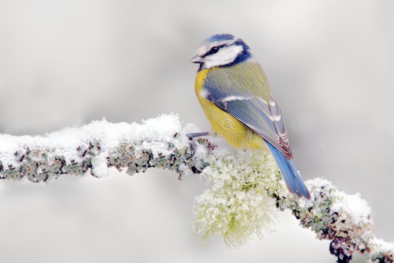 De sneeuwwinter met leuke zangvogel Vogel Blauwe Mees in bos, sneeuwvlok en aardige korstmostak Eerste sneeuw met dier Geschikte