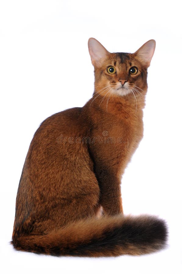 De Somalische kat zit geïsoleerda op wit stock afbeeldingen De Somalische kat zit geïsoleerda op wit stock afbeeldingen