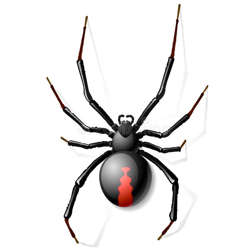 De spin van de zwarte weduwe