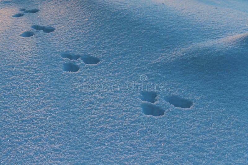 De Sporen van de Hazen van de sneeuwschoen in Sneeuw royalty-vrije stock fotografie De Sporen van de Hazen van de sneeuwschoen in Sneeuw royalty-vrije stock fotografie