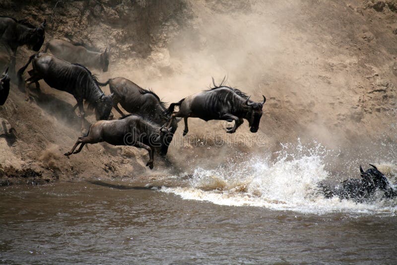 De Sprong van Wildebeest van Geloof (Kenia) stock foto De Sprong van Wildebeest van Geloof (Kenia) stock foto