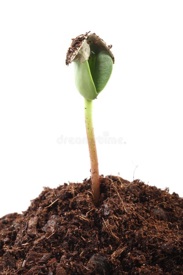 De spruit van de zonnebloem met een zaad stock foto De spruit van de zonnebloem met een zaad stock foto