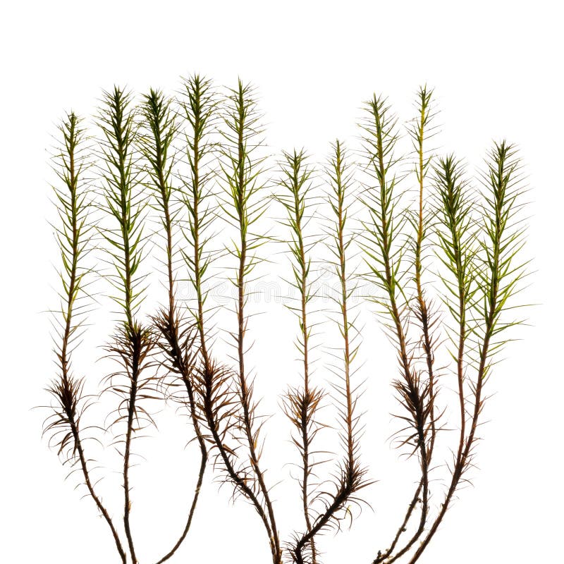 De spruiten van het Haircapmos op witte achtergrond stock fotografie De spruiten van het Haircapmos op witte achtergrond stock fotografie