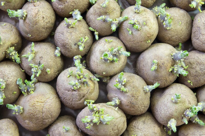De spruiten van Potatoe stock foto's De spruiten van Potatoe stock foto's