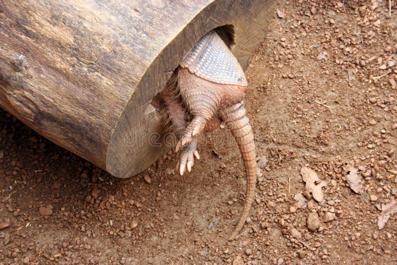 An armadillo in a hollowed out log from the backside. An armadillo in a hollowed out log from the backside.