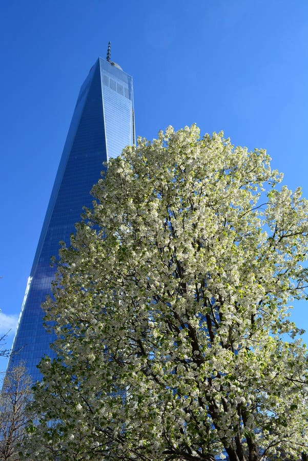 The Survivor Tree at the National 9/11 Memorial in Lower Manhattan. The tree survived the terrorist attacks on the Twin Towers in 2001. World Trade Center Tower One in the background. The Survivor Tree at the National 9/11 Memorial in Lower Manhattan. The tree survived the terrorist attacks on the Twin Towers in 2001. World Trade Center Tower One in the background.