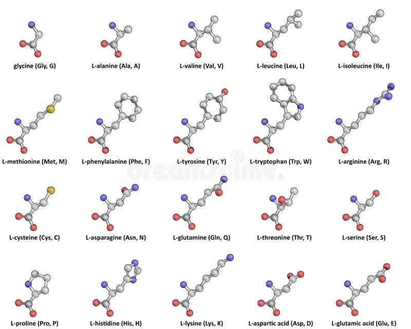 Veroveraar efficiënt Benadrukken De 20 Standaard L-Aminozuren Stock Illustratie - Illustration of biochemie,  proteïnen: 112504118