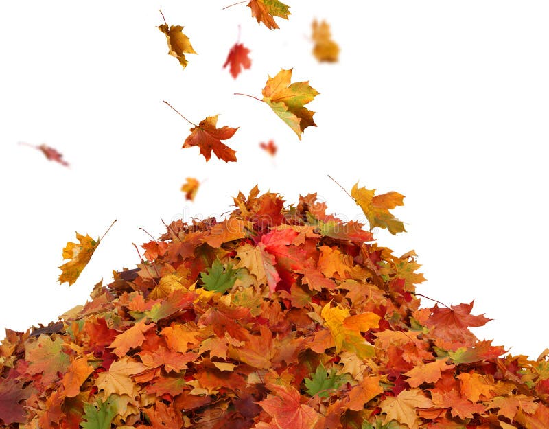 De stapel van de herfst kleurde bladeren op witte achtergrond worden geïsoleerd die