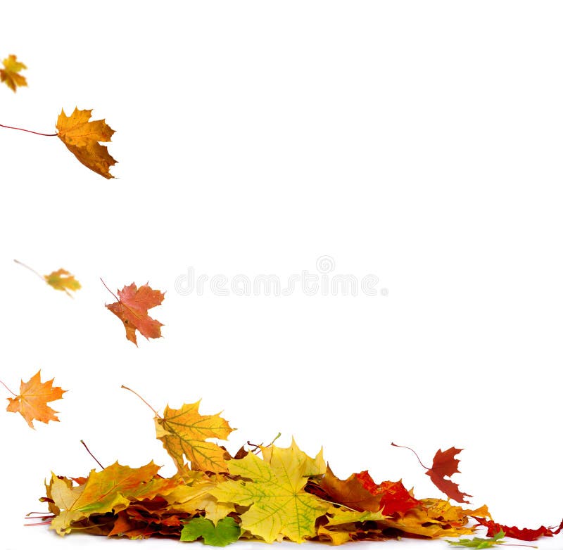 De stapel van de herfst kleurde bladeren op witte achtergrond worden geïsoleerd die