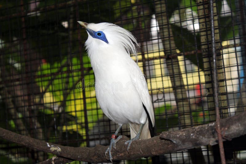 De starling vogel van Bali in vogelpark stock afbeelding De starling vogel van Bali in vogelpark stock afbeelding