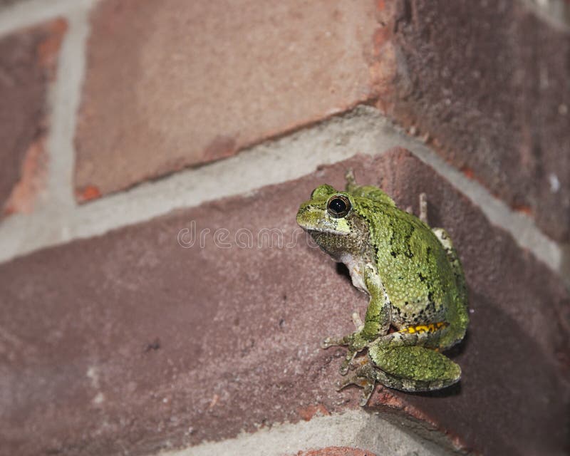 Macro view of a tree frog clinging to a brick wall. Brick blurs out to each edge, but frog is in full focus. Frog was actually climbing wall to light source for insects. Concept of urban life meets wild life. Macro view of a tree frog clinging to a brick wall. Brick blurs out to each edge, but frog is in full focus. Frog was actually climbing wall to light source for insects. Concept of urban life meets wild life.