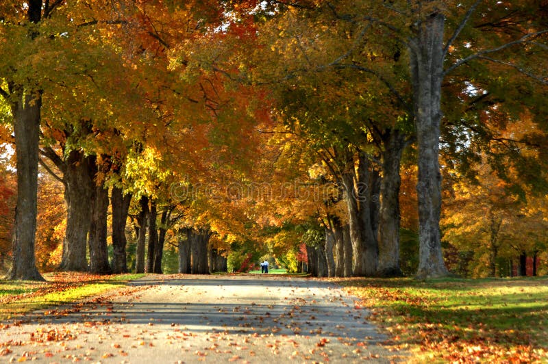 Beautiful fall foliage lines the small country lane. Limbs and leaves form a tunnel of gold and yellow. Family in distance is enjoying a stroll and the foliage. Beautiful fall foliage lines the small country lane. Limbs and leaves form a tunnel of gold and yellow. Family in distance is enjoying a stroll and the foliage.