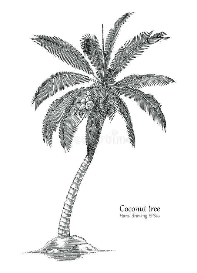 De stijl van de de tekeningsgravure van de kokospalmhand