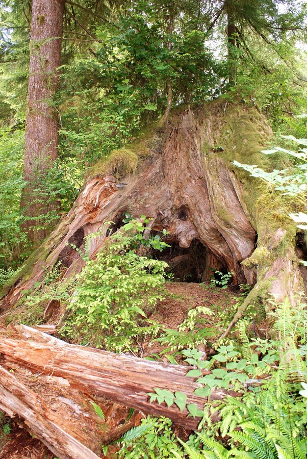 De stomp van het verpleegsterslogboek in Olympisch Nationaal Park steunt nieuwe bomen stock fotografie De stomp van het verpleegsterslogboek in Olympisch Nationaal Park steunt nieuwe bomen stock fotografie