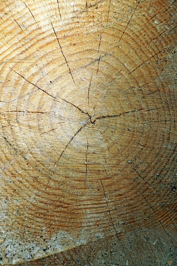 De stomp van pijnboom Een besnoeiing over dichte omhooggaand van de boomboomstam Het jaar belt zichtbaar royalty-vrije stock foto's De stomp van pijnboom Een besnoeiing over dichte omhooggaand van de boomboomstam Het jaar belt zichtbaar royalty-vrije stock foto's