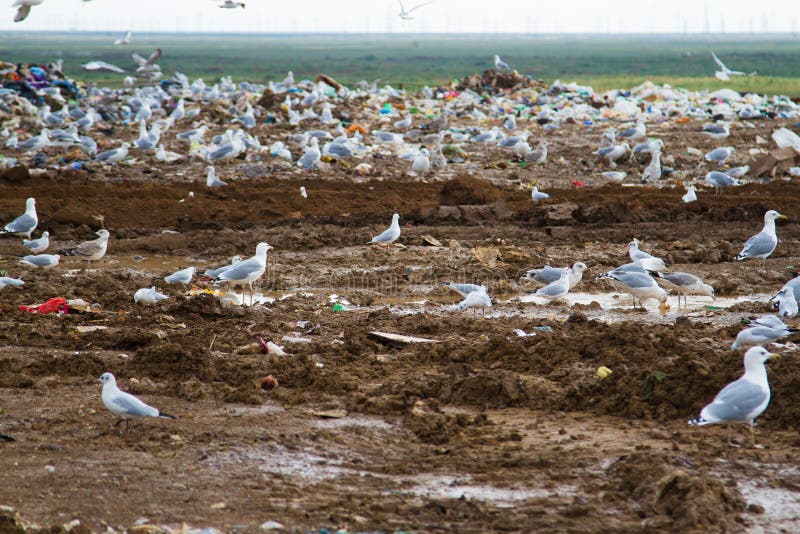 De stortplaats royalty-vrije stock foto's