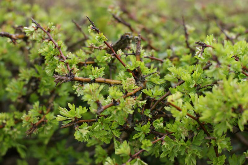 Meidoornstruik stock foto's