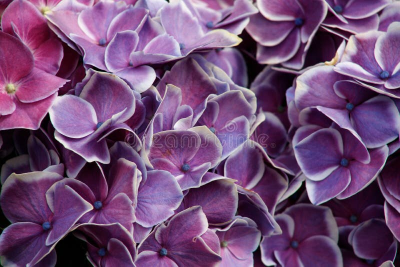 De struik van hydrangea hortensiabloemen Purpere Hydrangea hortensia Huistuin van hydrangea hortensia Het mooie bloeien van Macro royalty-vrije stock afbeelding De struik van hydrangea hortensiabloemen Purpere Hydrangea hortensia Huistuin van hydrangea hortensia Het mooie bloeien van Macro royalty-vrije stock afbeelding