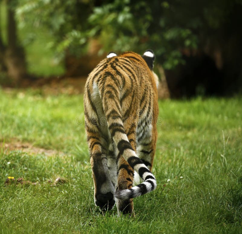 De stunningly mooie Amur-tijger achtermening