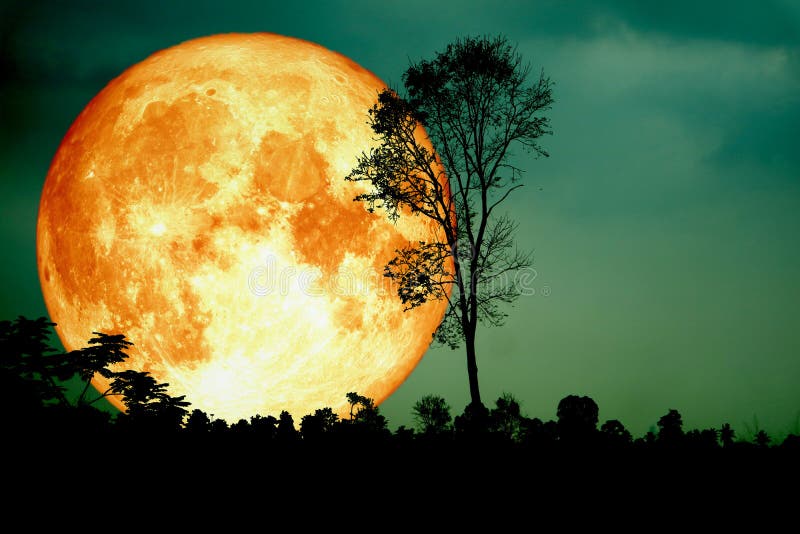 de super volledige van de het silhouettak van de bloedmaan achterboom donkere bosgr. stock afbeelding de super volledige van de het silhouettak van de bloedmaan achterboom donkere bosgr. stock afbeelding